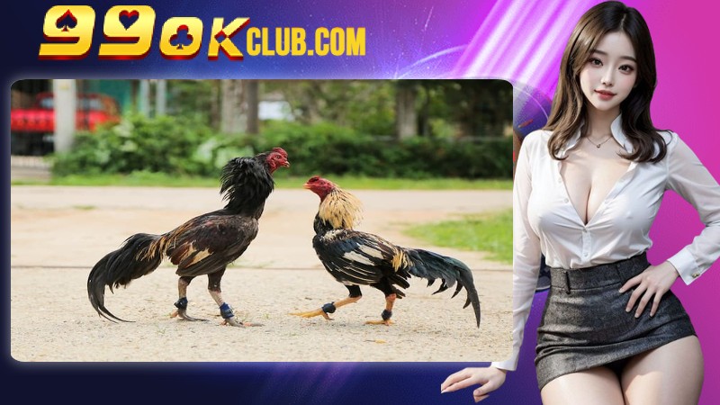 Tổng quan về giống gà đá cựa dao Tổng quan về giống gà đá cựa dao